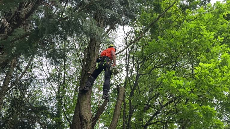 Best Hedge Trimming  in Chesterfield, MO