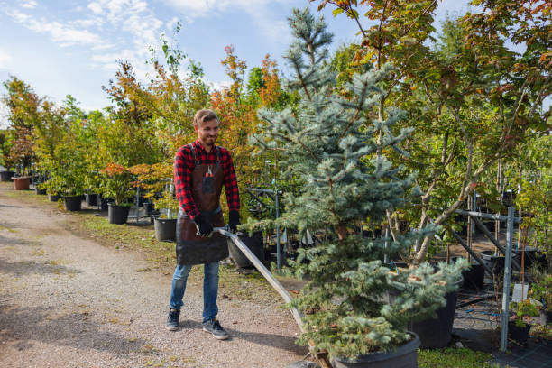 Best Tree Removal  in Chesterfield, MO